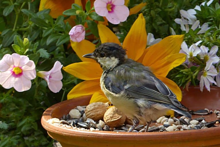 beautiful outdoor garden decor